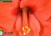 hippeastrum Naranja ® (3)